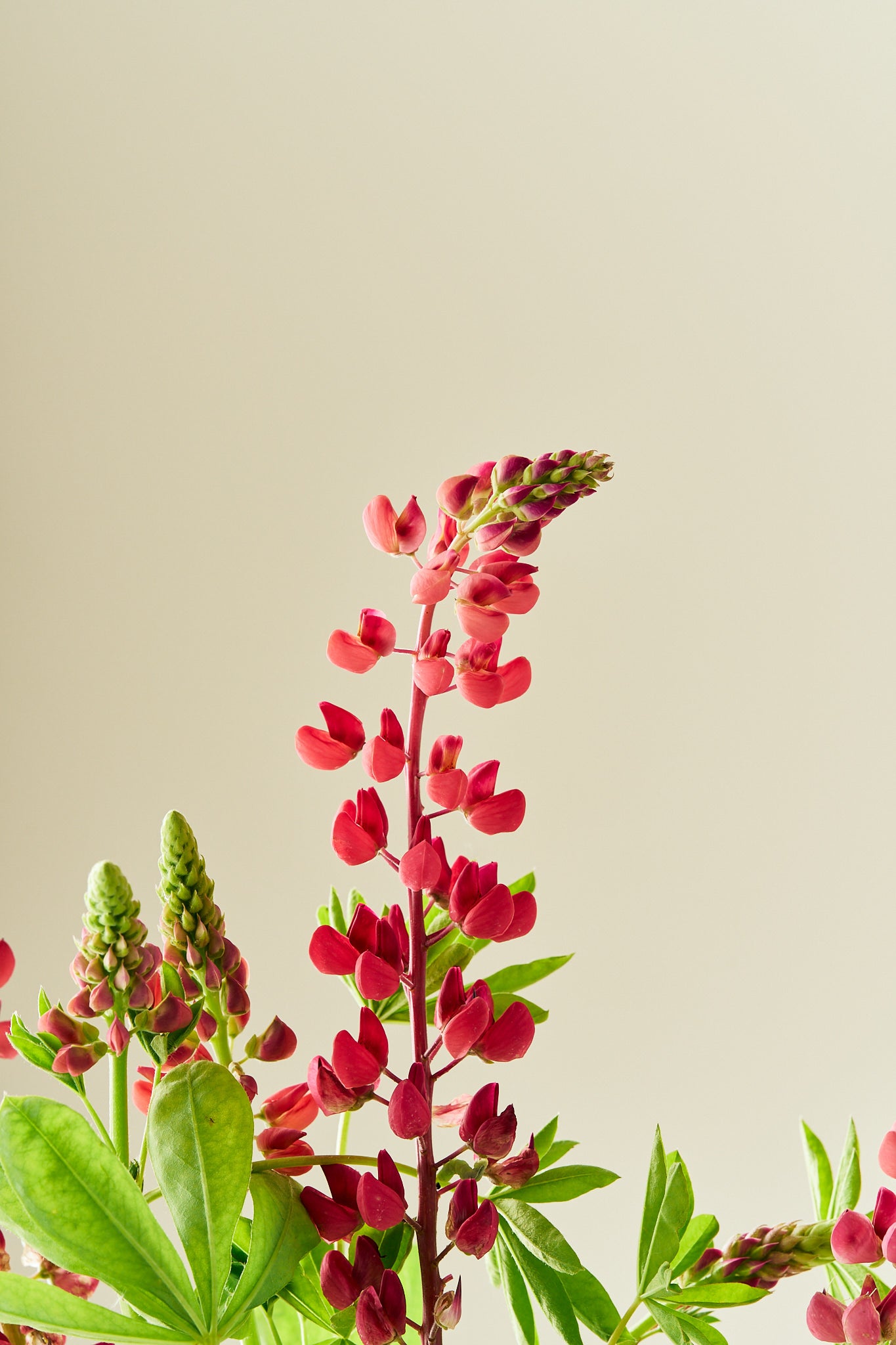 Lupin 'Russel The Pages' - frø - Stauder - til din skærehave her vist på billede 3 fra Frk. Grønt