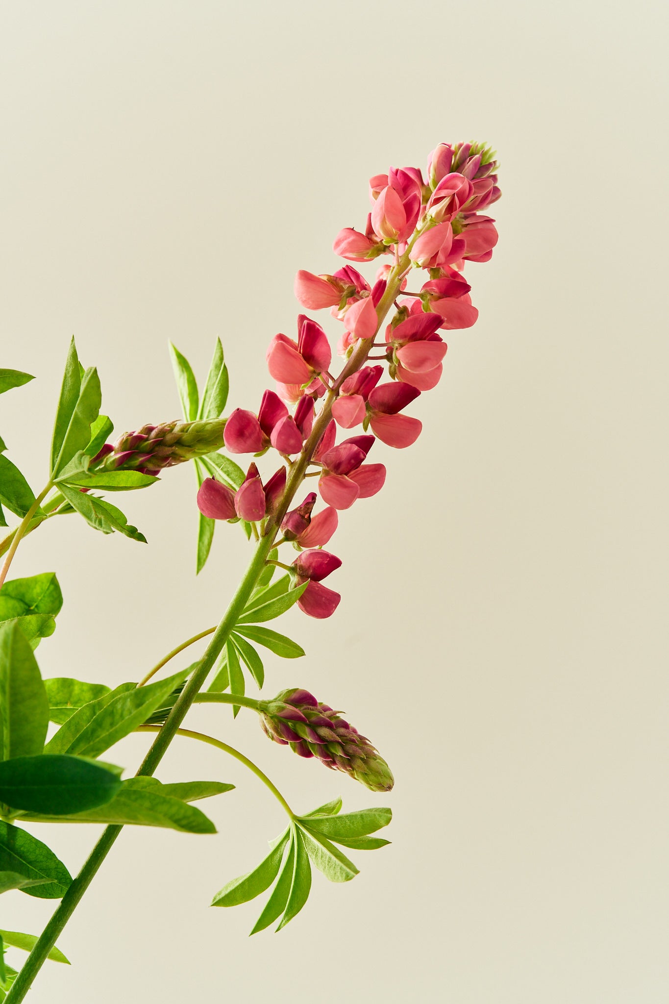 Lupin 'Russel The Pages' - frø - Stauder - til din skærehave her vist på billede 4 fra Frk. Grønt