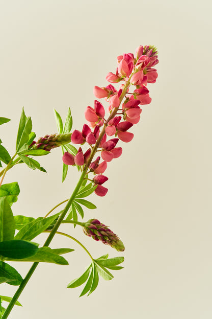 Lupin 'Russel The Pages' - frø - Stauder - til din skærehave her vist på billede 4 fra Frk. Grønt