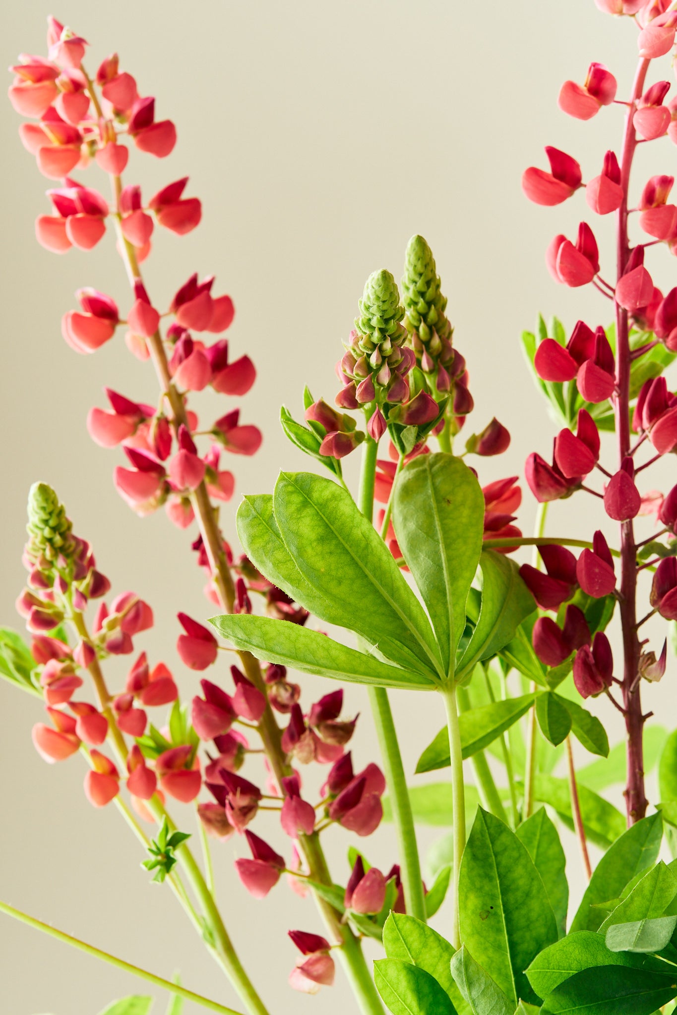 Lupin 'Russel The Pages' - frø - Stauder - til din skærehave her vist på billede 5 fra Frk. Grønt