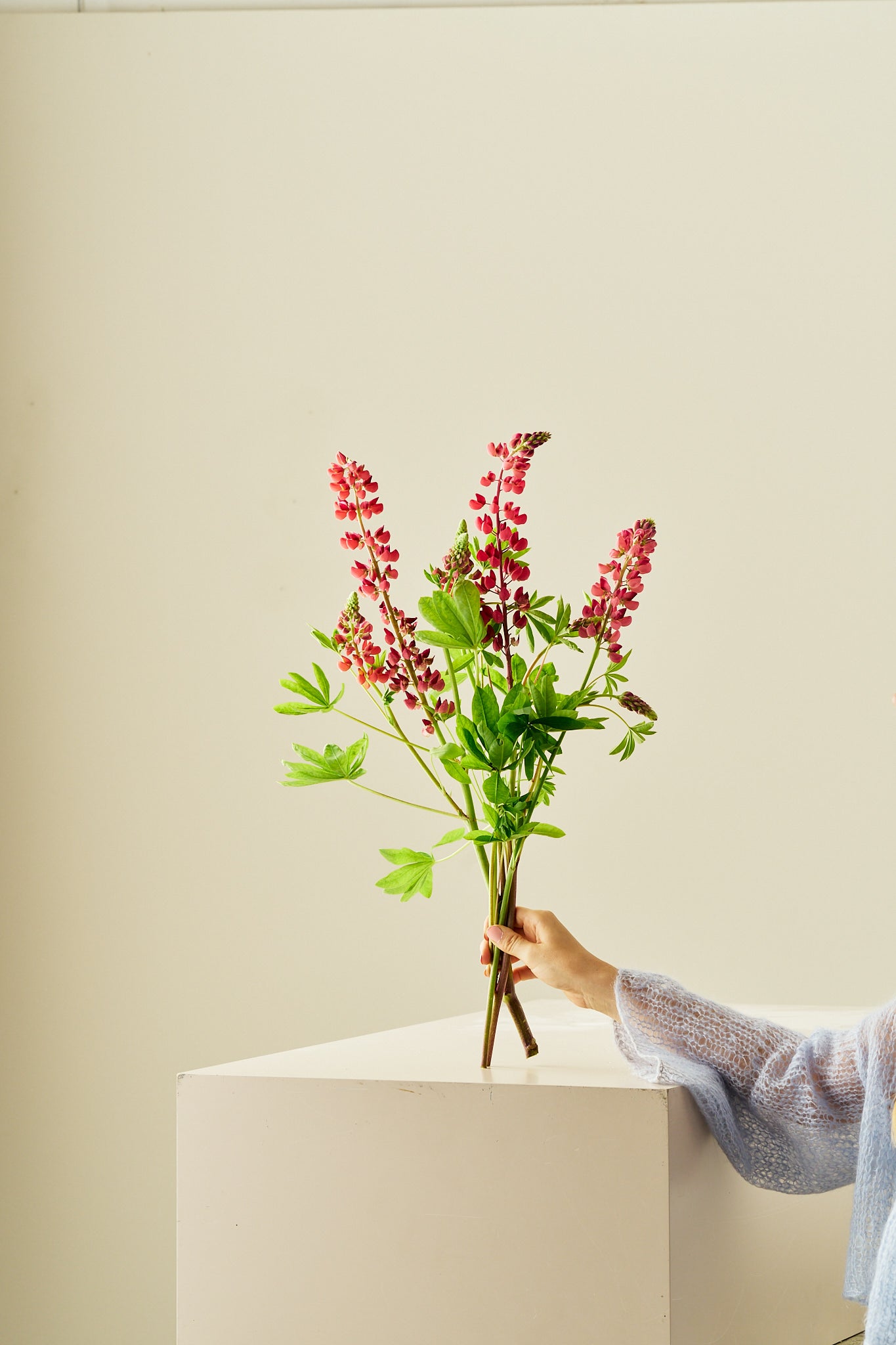 Lupin 'Russel The Pages' - frø - Stauder - til din skærehave her vist på billede 6 fra Frk. Grønt