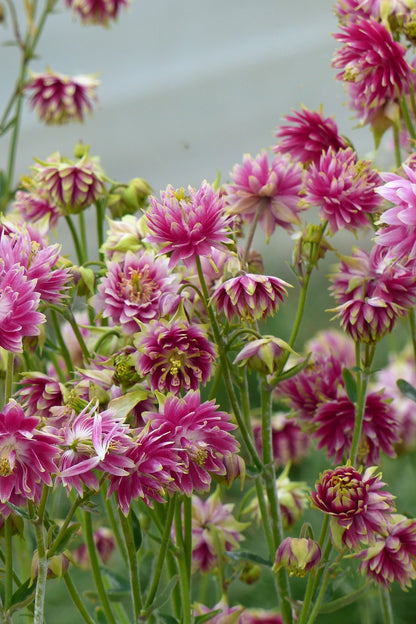 Akeleje ‘Nora Barlow’