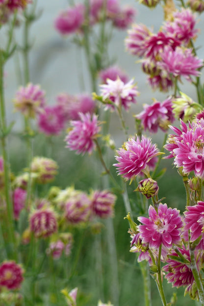 Akeleje ‘Nora Barlow’