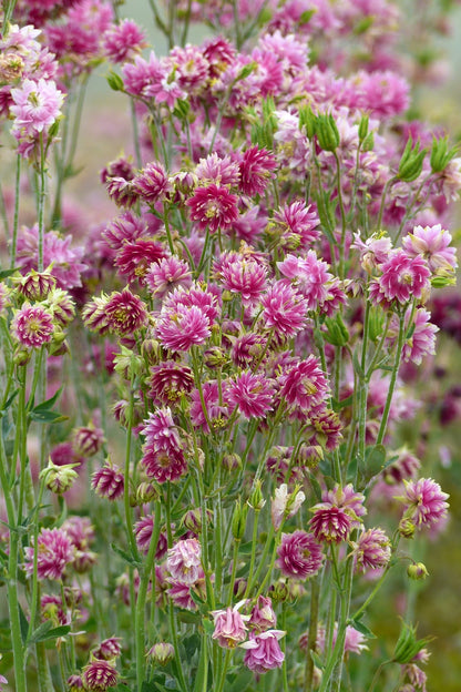 Akeleje ‘Nora Barlow’