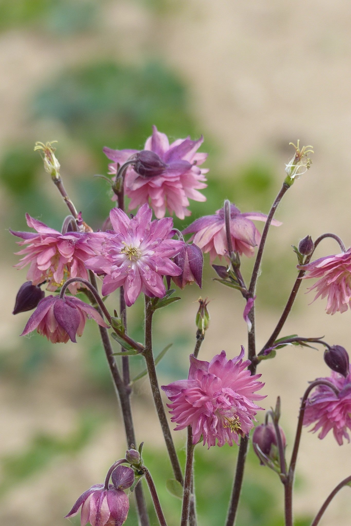 Akeleje ‘Rose Barlow’