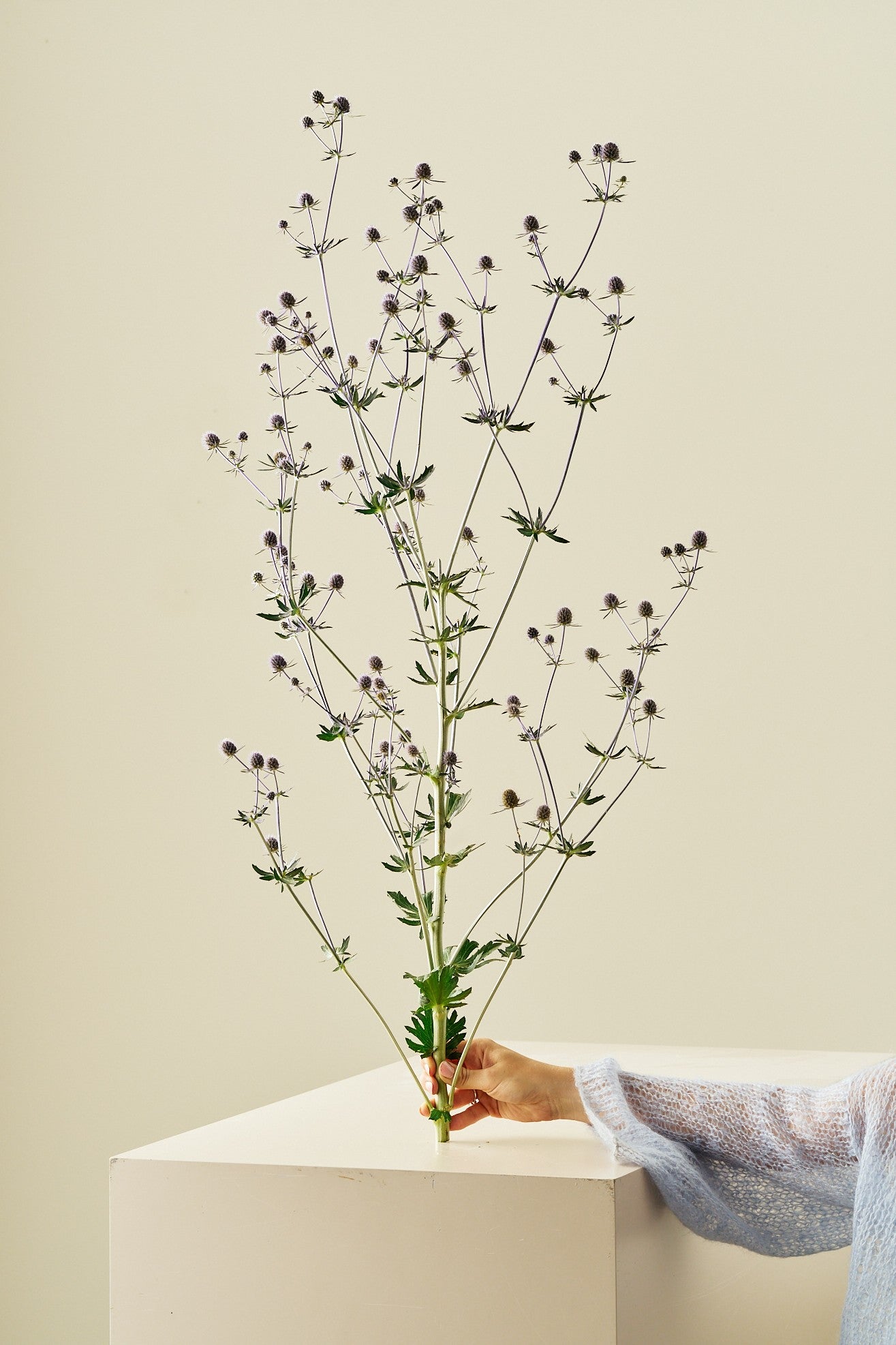 Mandstro 'Blue Glitter' - frø - Stauder - til din skærehave her vist på billede 1 fra Frk. Grønt