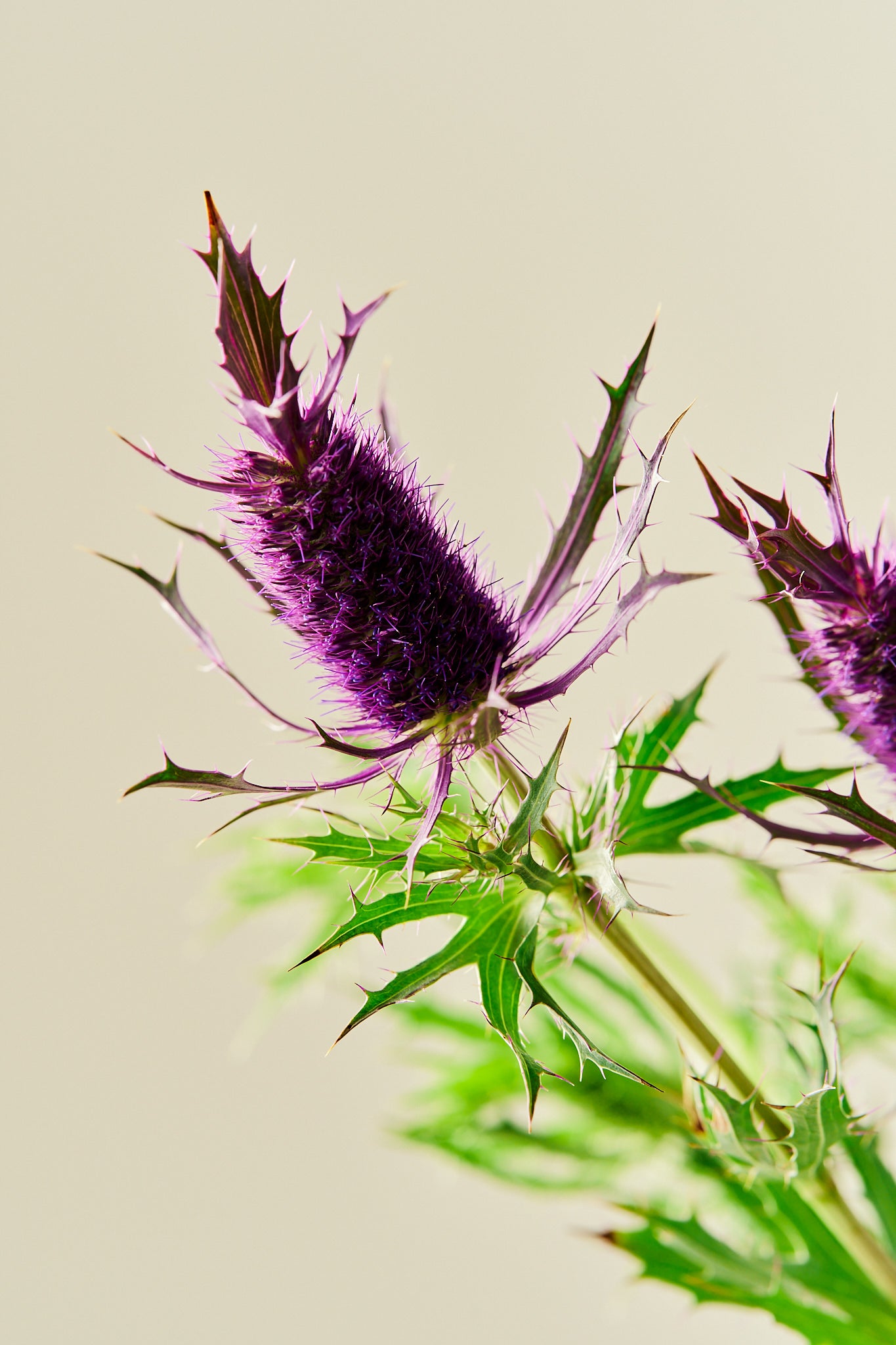 Mandstro 'Purple Sheen' - frø - Stauder - til din skærehave her vist på billede 1 fra Frk. Grønt