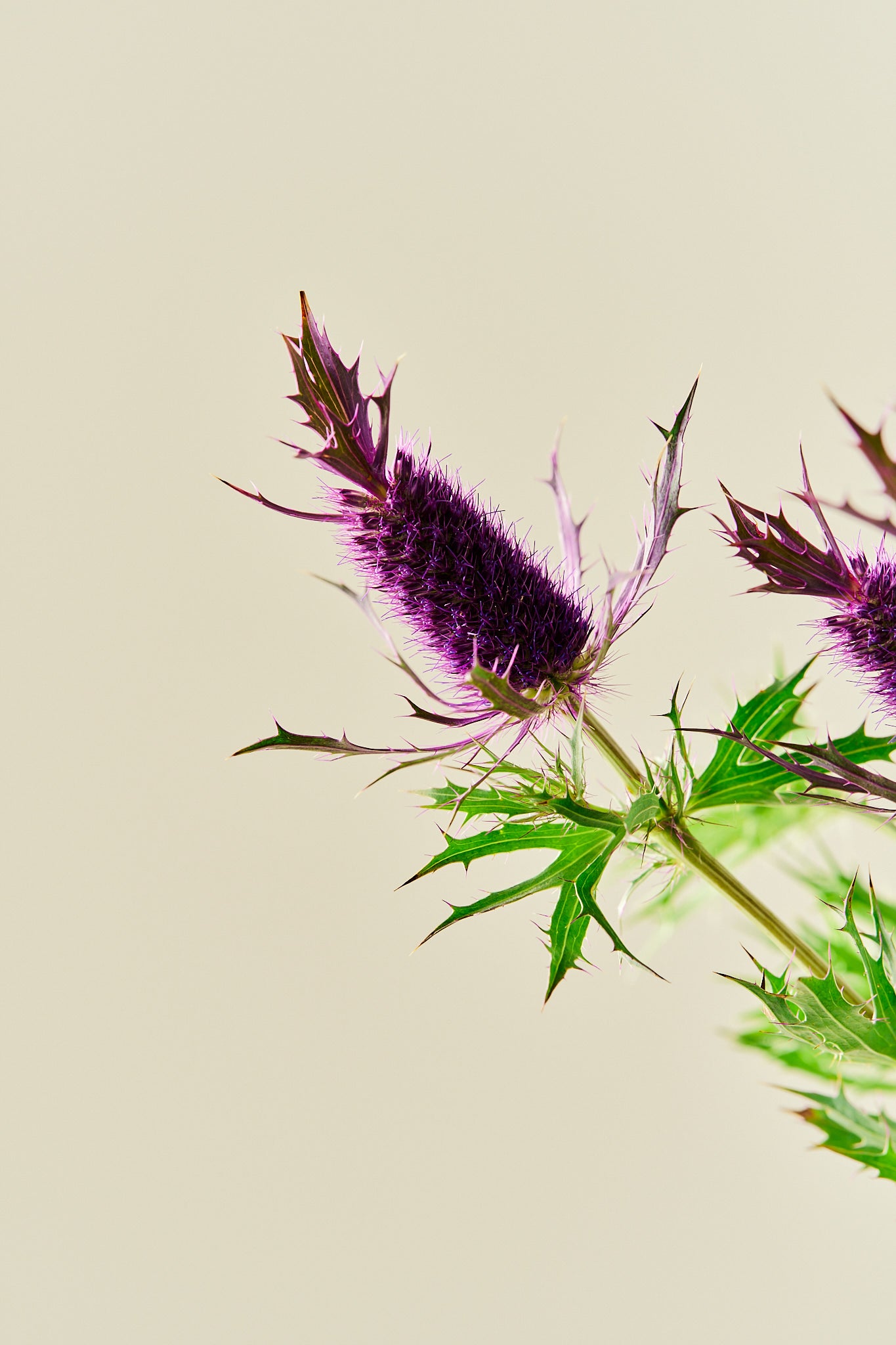 Mandstro 'Purple Sheen' - frø - Stauder - til din skærehave her vist på billede 2 fra Frk. Grønt