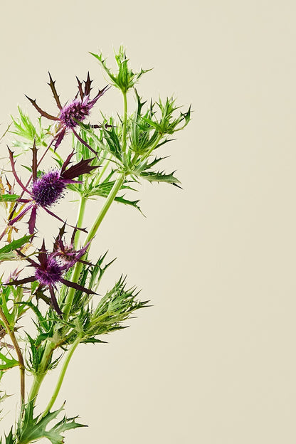 Mandstro 'Purple Sheen' - frø - Stauder - til din skærehave her vist på billede 5 fra Frk. Grønt