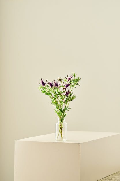 Mandstro 'Purple Sheen' - frø - Stauder - til din skærehave her vist på billede 6 fra Frk. Grønt