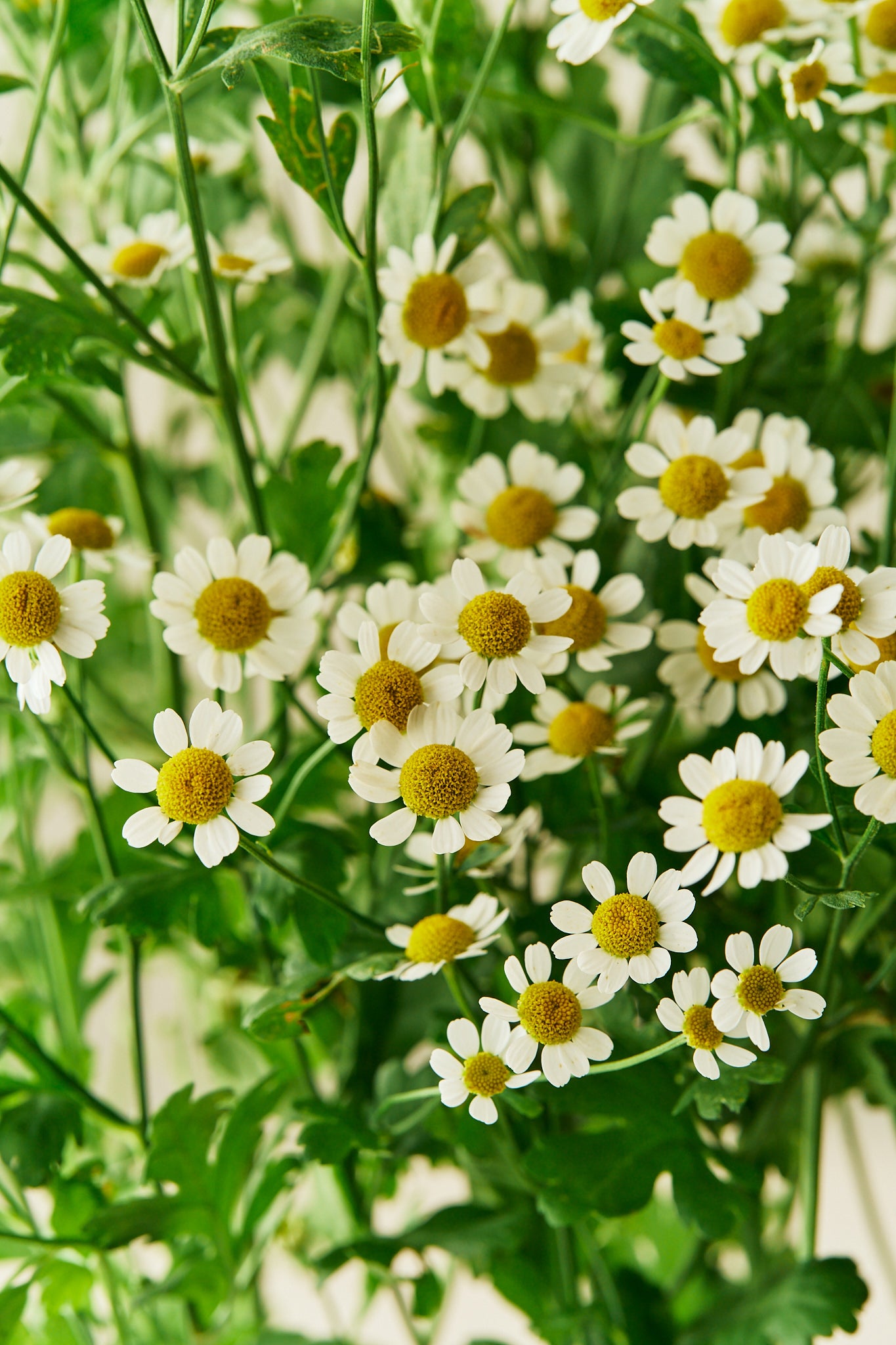 Matrem - frø - Stauder - til din skærehave her vist på billede 1 fra Frk. Grønt