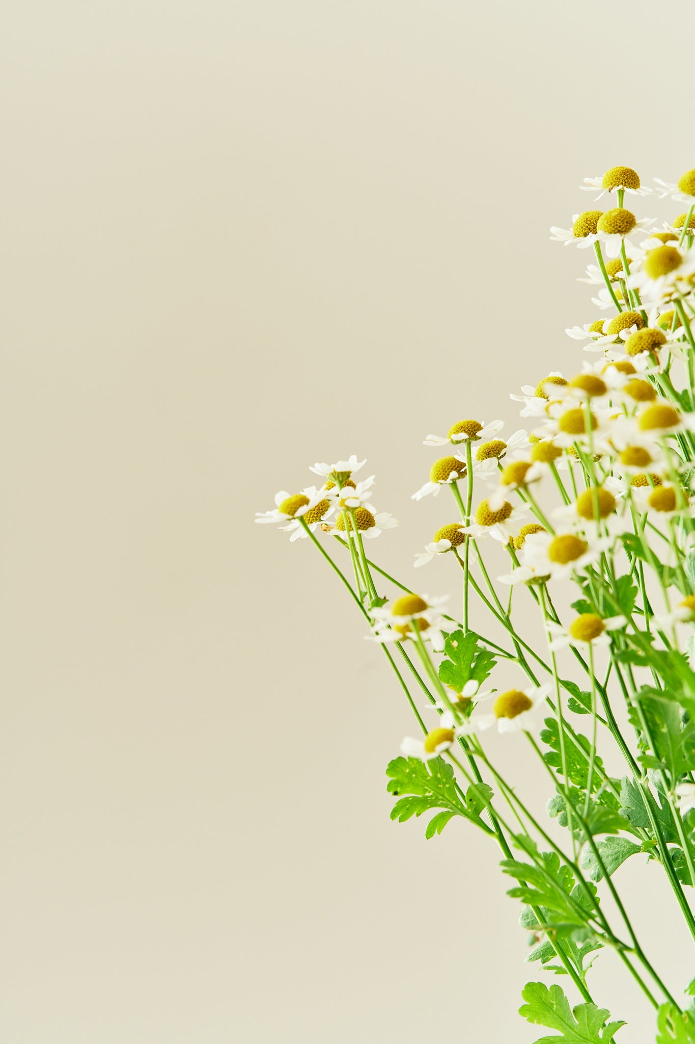 Matrem - frø - Stauder - til din skærehave her vist på billede 2 fra Frk. Grønt