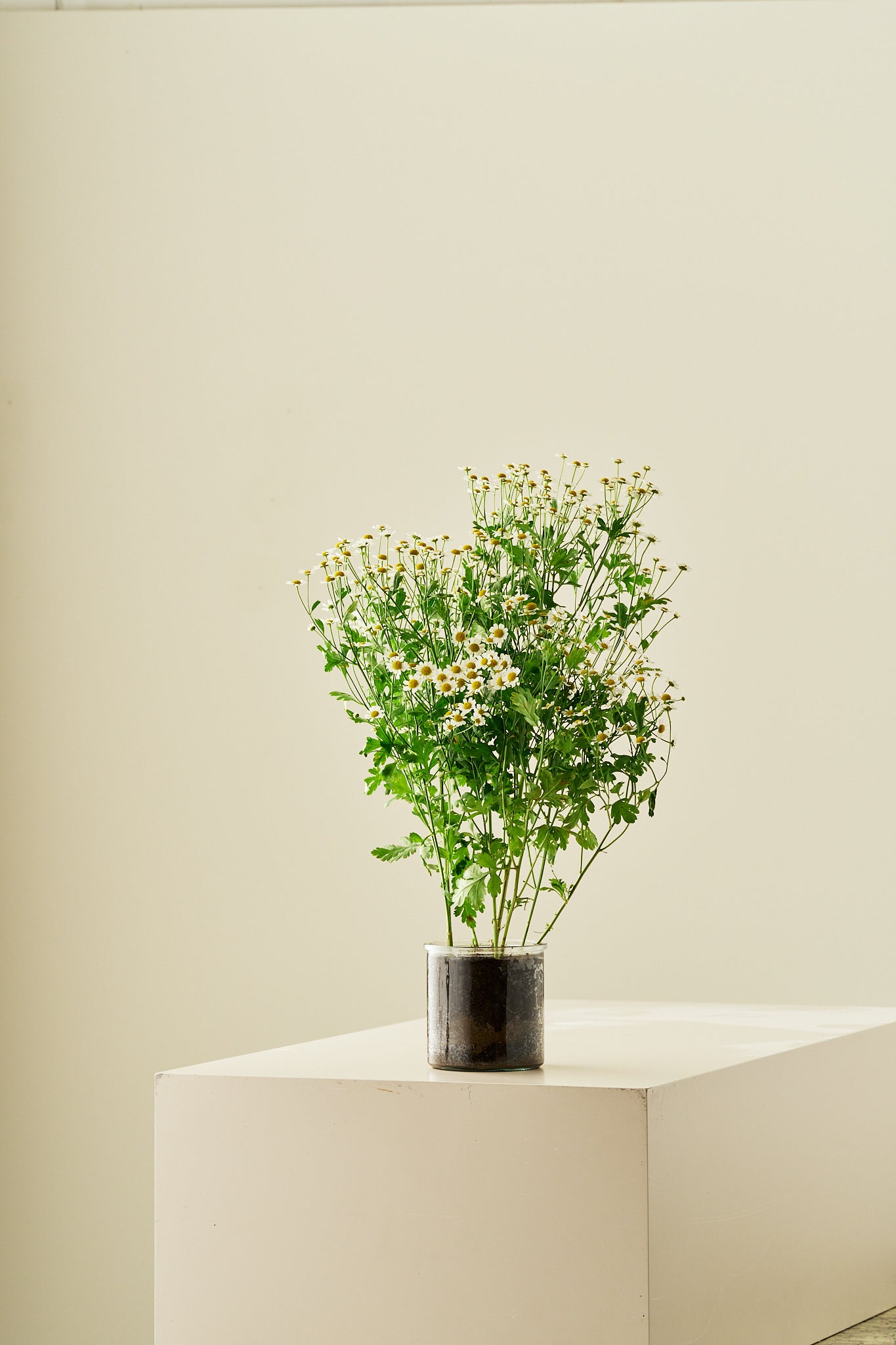 Matrem - frø - Stauder - til din skærehave her vist på billede 3 fra Frk. Grønt