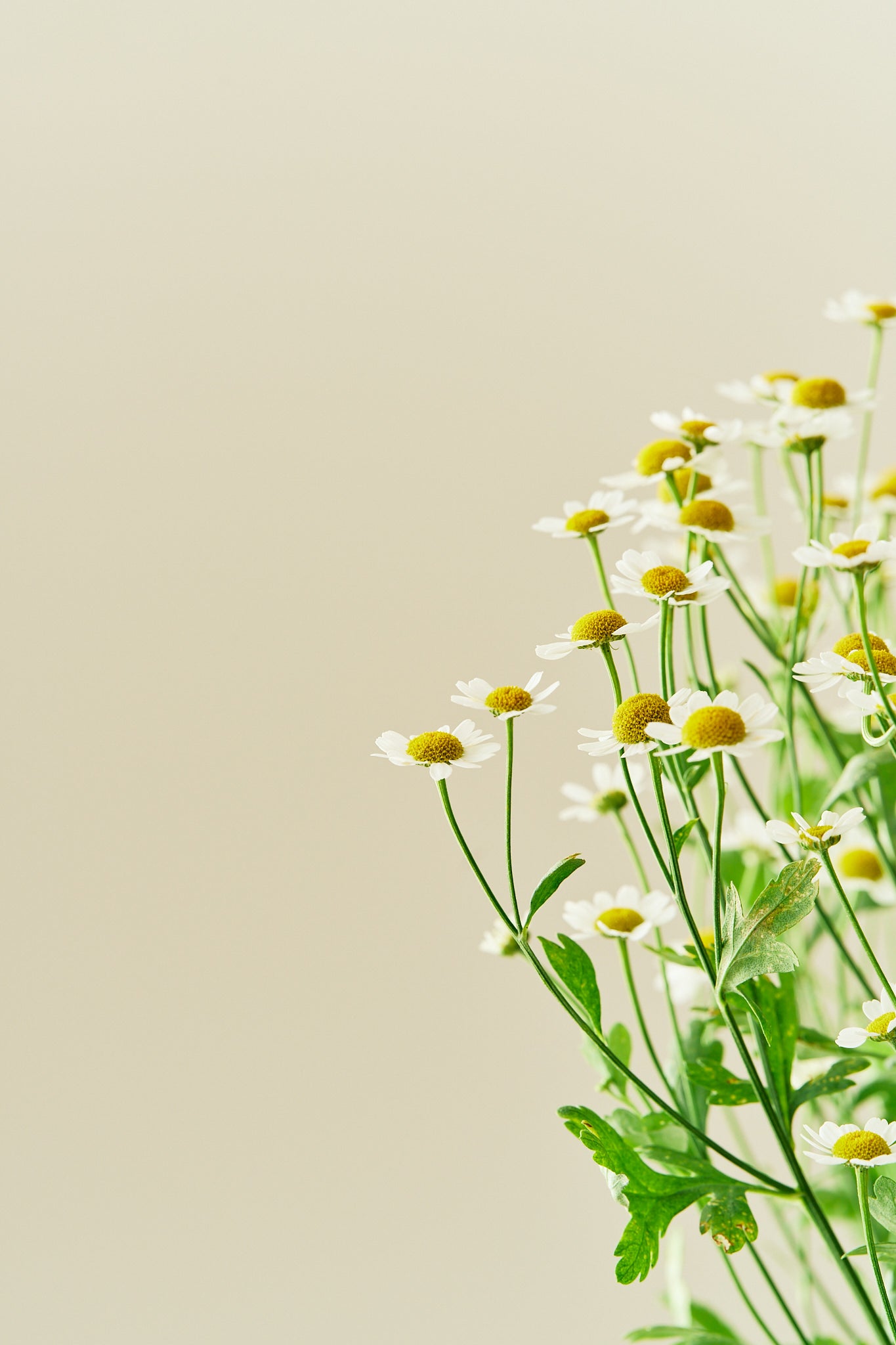 Matrem - frø - Stauder - til din skærehave her vist på billede 4 fra Frk. Grønt