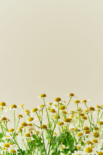 Matrem - frø - Stauder - til din skærehave her vist på billede 6 fra Frk. Grønt