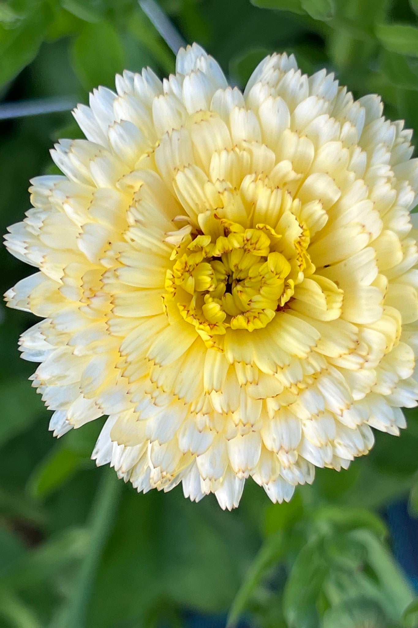Morgenfrue 'Ivory Princess' - frø - 1-årige sommerblomster - til din skærehave her vist på billede 3 fra Frk. Grønt