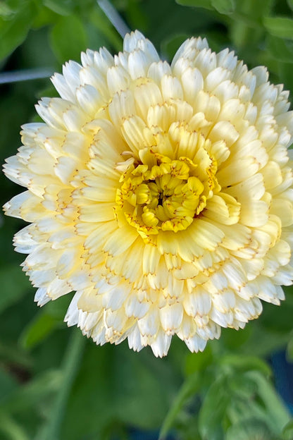 Morgenfrue 'Ivory Princess' - frø - 1-årige sommerblomster - til din skærehave her vist på billede 3 fra Frk. Grønt