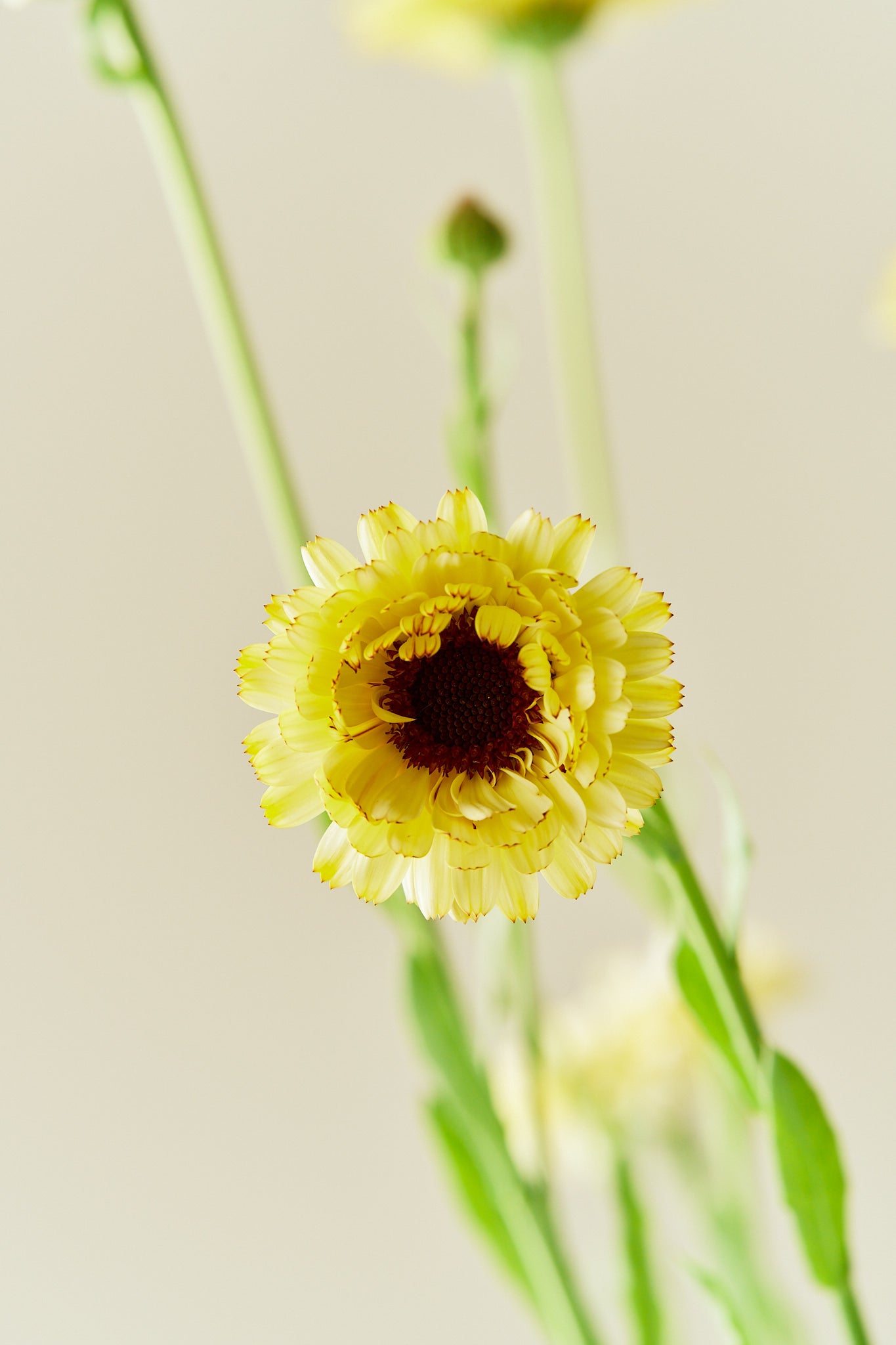 Morgenfrue 'Ivory Princess' - frø - 1-årige sommerblomster - til din skærehave her vist på billede 6 fra Frk. Grønt