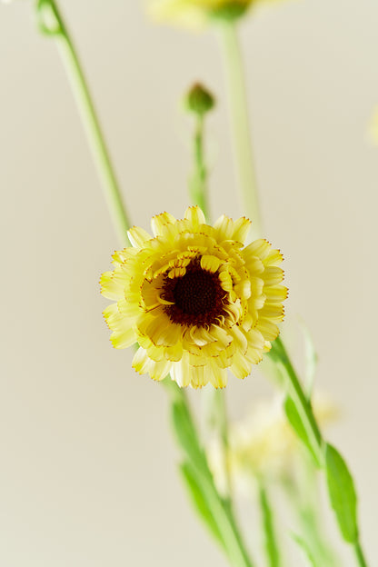 Morgenfrue 'Ivory Princess' - frø - 1-årige sommerblomster - til din skærehave her vist på billede 6 fra Frk. Grønt