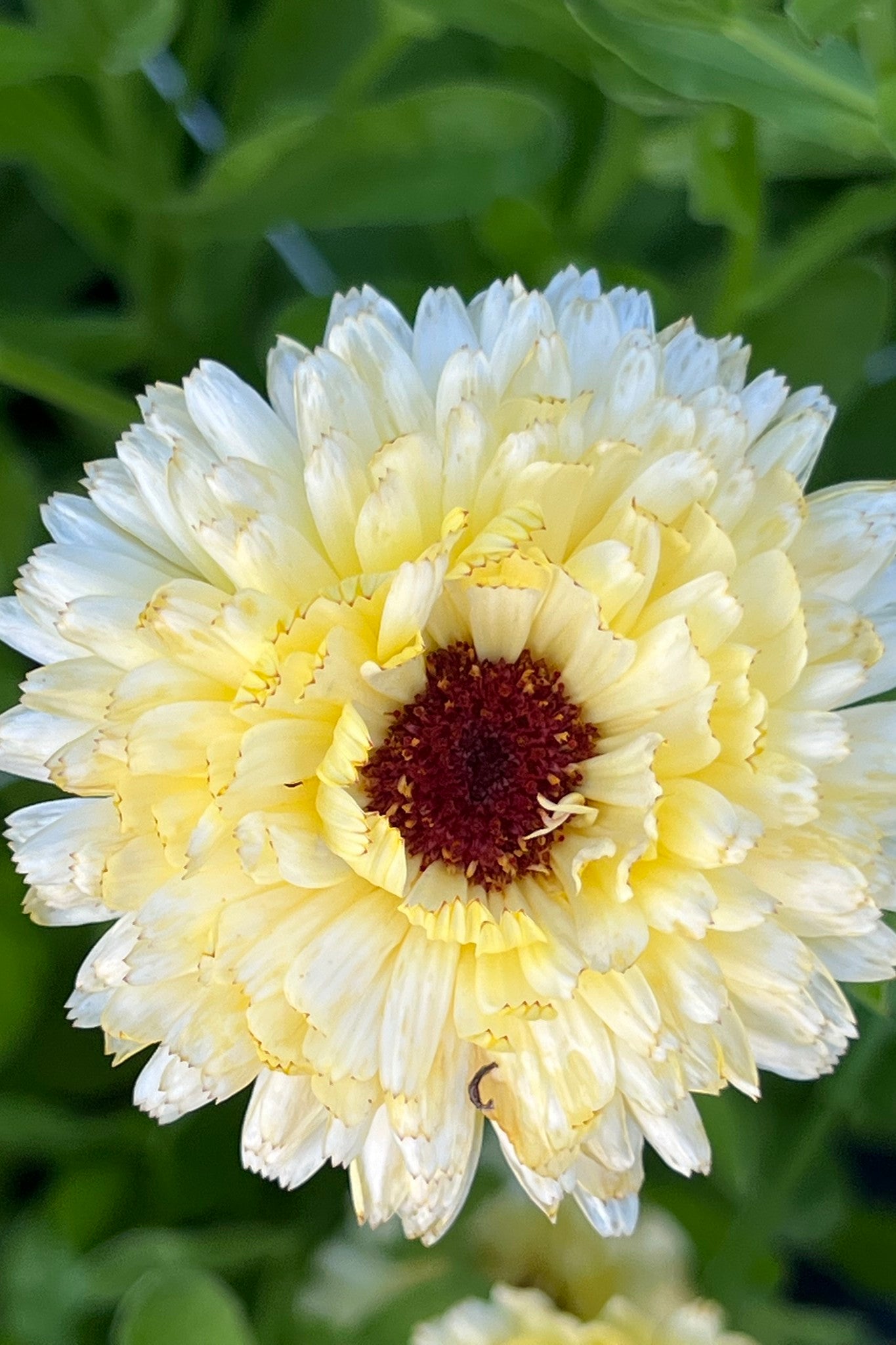 Morgenfrue 'Ivory Princess' - frø - 1-årige sommerblomster - til din skærehave her vist på billede 7 fra Frk. Grønt