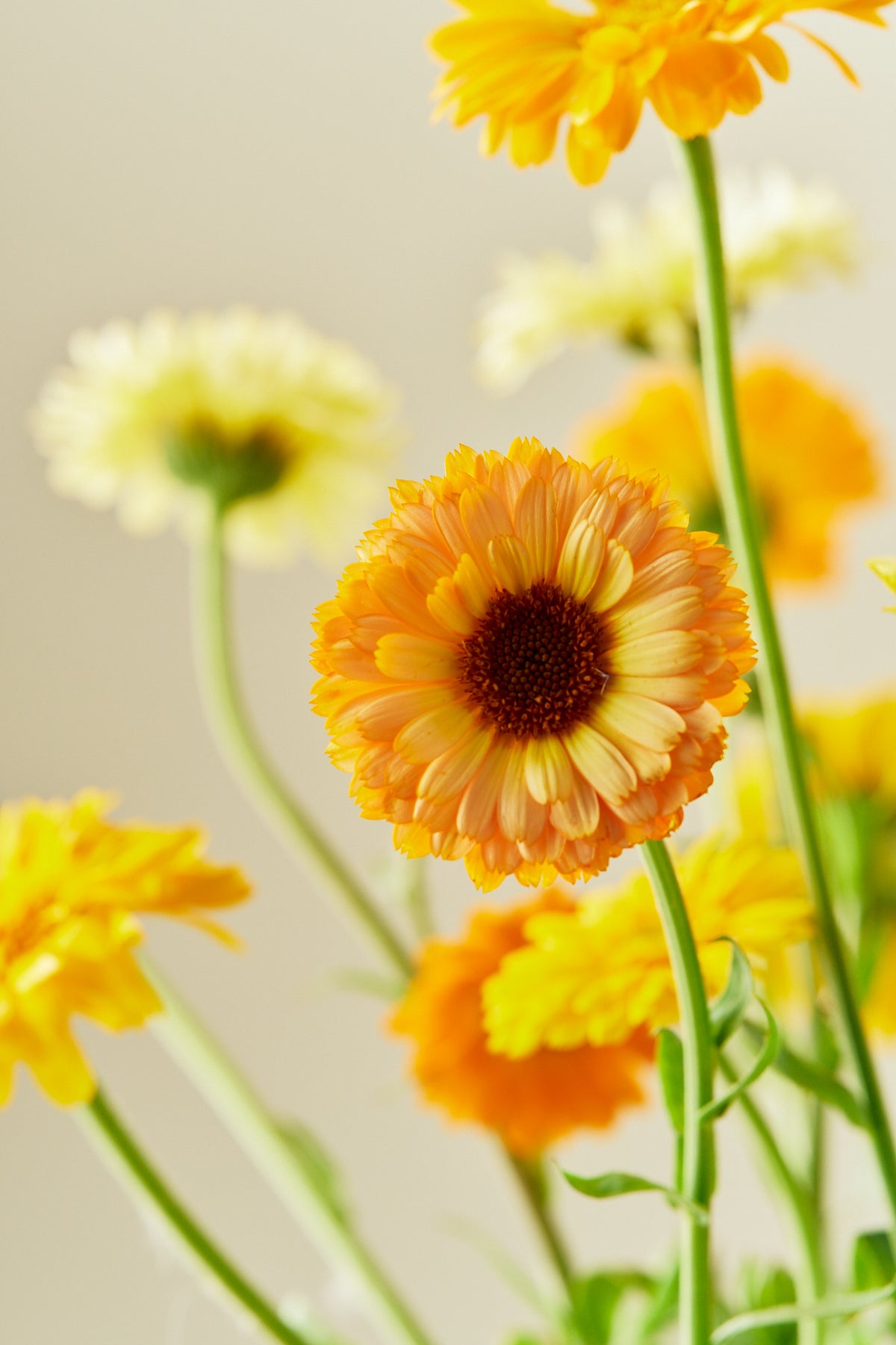 Morgenfrue 'Kringlet Formula Mixture' - frø - 1-årige sommerblomster - til din skærehave her vist på billede 1 fra Frk. Grønt