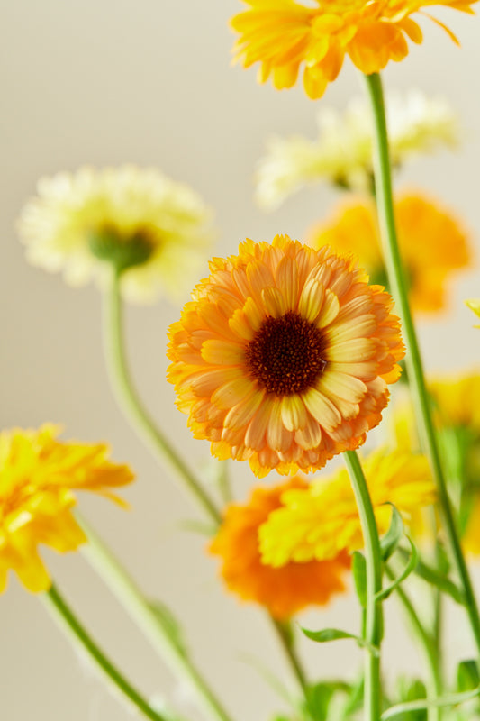 Morgenfrue 'Kringlet Formula Mixture' - frø - 1-årige sommerblomster - til din skærehave her vist på billede 1 fra Frk. Grønt