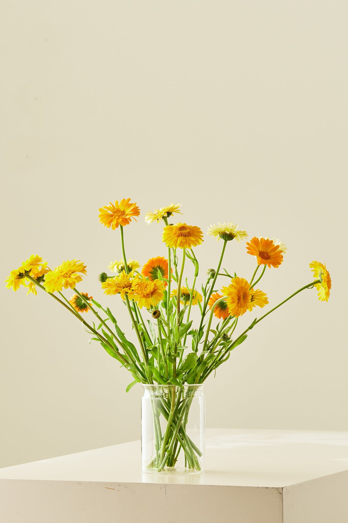 Morgenfrue 'Kringlet Formula Mixture' - frø - 1-årige sommerblomster - til din skærehave her vist på billede 2 fra Frk. Grønt