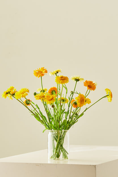 Morgenfrue 'Kringlet Formula Mixture' - frø - 1-årige sommerblomster - til din skærehave her vist på billede 2 fra Frk. Grønt