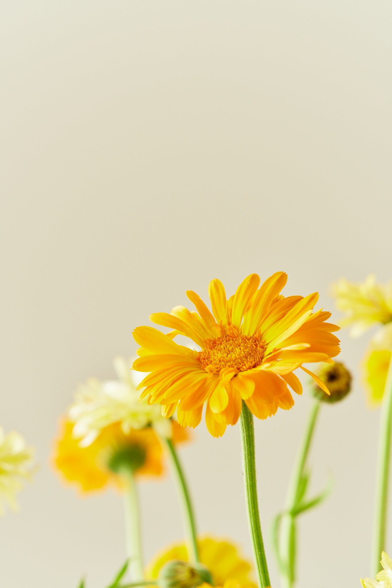 Morgenfrue 'Kringlet Formula Mixture' - frø - 1-årige sommerblomster - til din skærehave her vist på billede 3 fra Frk. Grønt