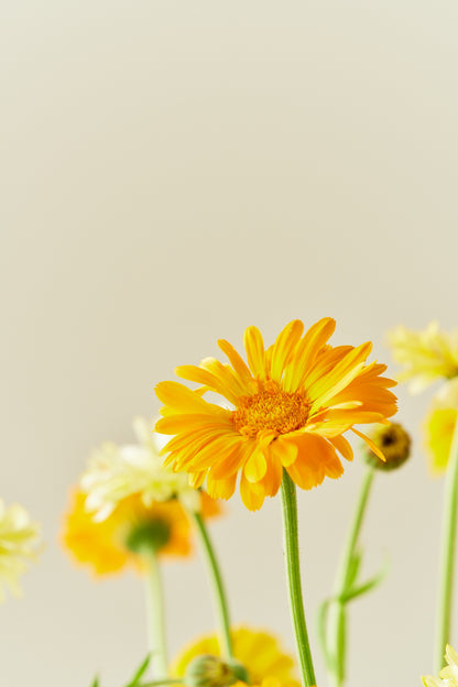 Morgenfrue 'Kringlet Formula Mixture' - frø - 1-årige sommerblomster - til din skærehave her vist på billede 3 fra Frk. Grønt