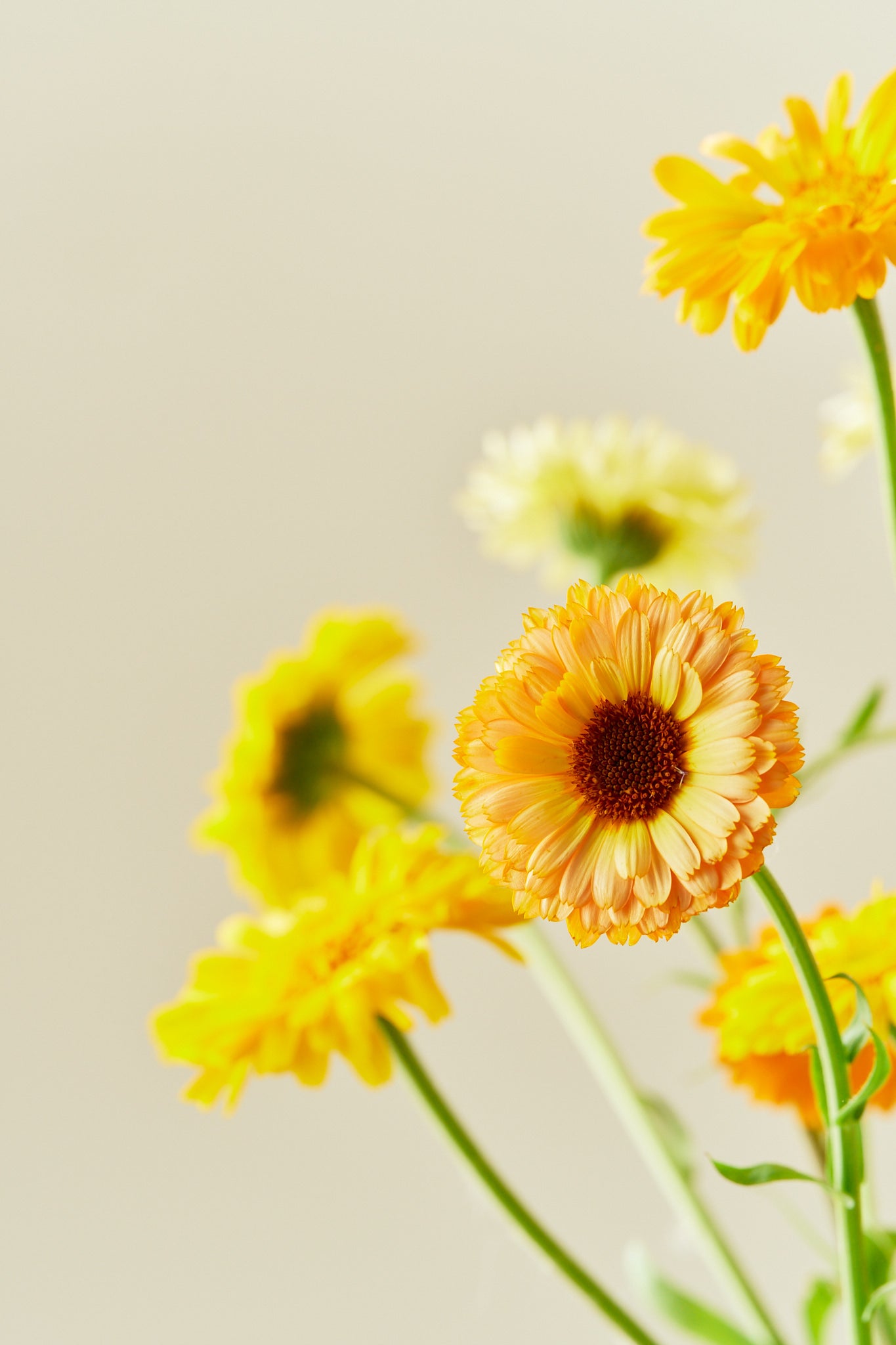 Morgenfrue 'Kringlet Formula Mixture' - frø - 1-årige sommerblomster - til din skærehave her vist på billede 4 fra Frk. Grønt