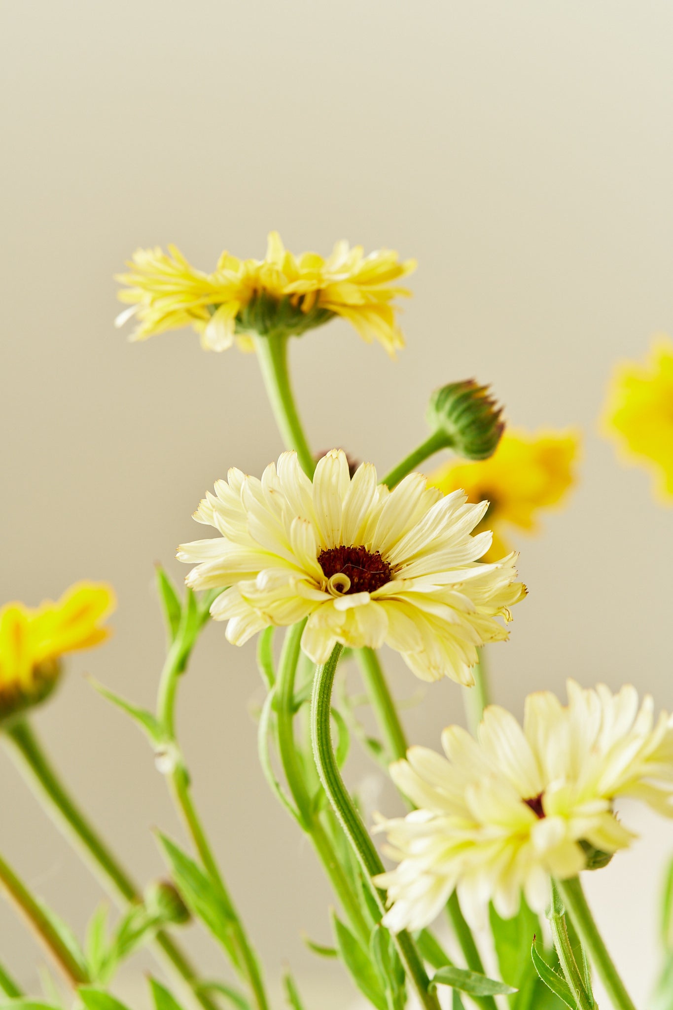 Morgenfrue 'Kringlet Formula Mixture' - frø - 1-årige sommerblomster - til din skærehave her vist på billede 5 fra Frk. Grønt