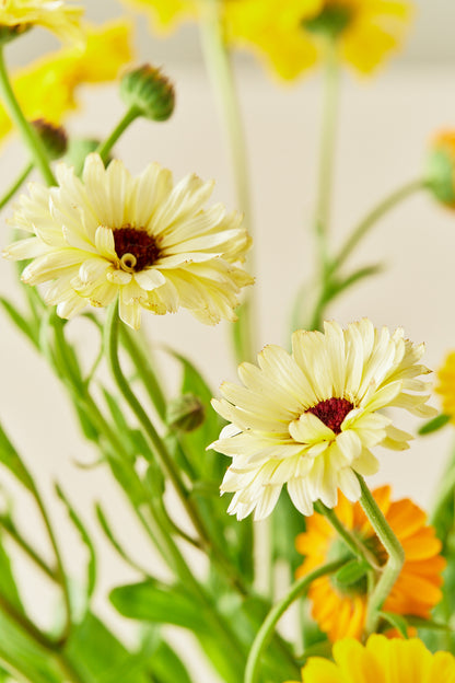 Morgenfrue 'Kringlet Formula Mixture' - frø - 1-årige sommerblomster - til din skærehave her vist på billede 6 fra Frk. Grønt