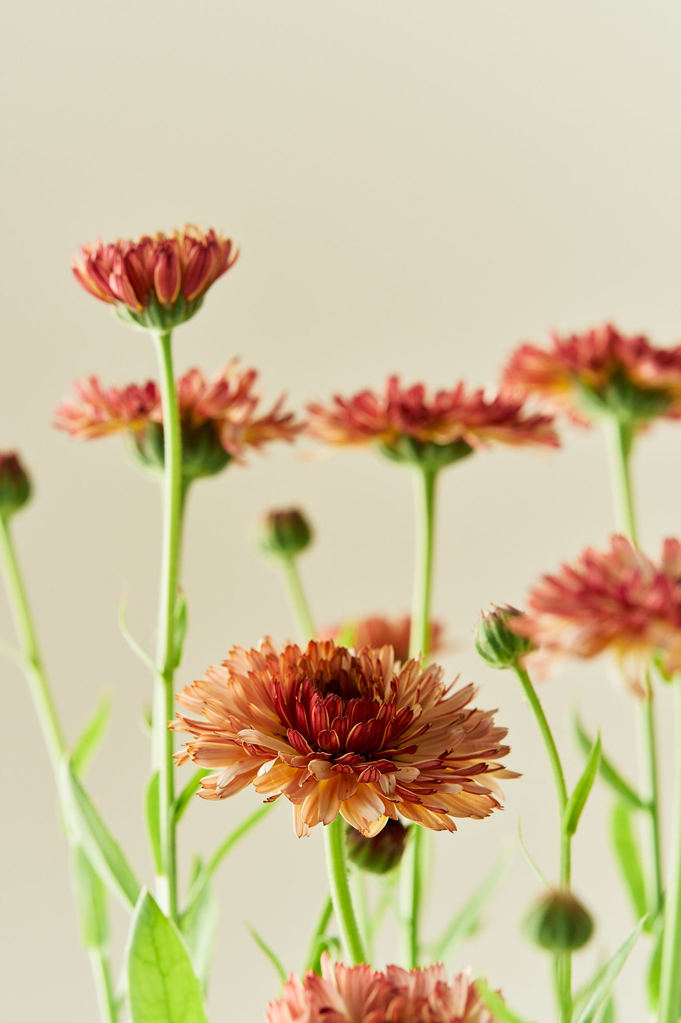 Morgenfrue 'Orange Flash' - frø - 1-årige sommerblomster - til din skærehave her vist på billede 1 fra Frk. Grønt