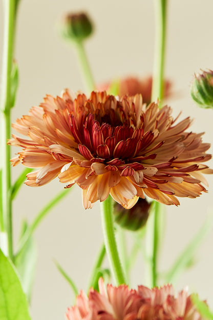 Morgenfrue 'Orange Flash' - frø - 1-årige sommerblomster - til din skærehave her vist på billede 2 fra Frk. Grønt