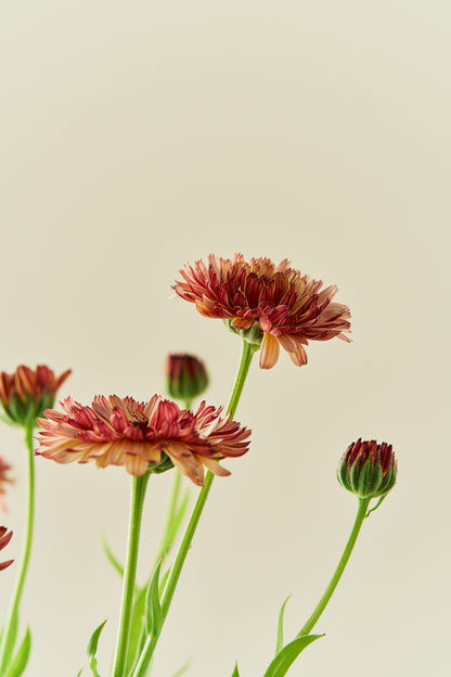 Morgenfrue 'Orange Flash' - frø - 1-årige sommerblomster - til din skærehave her vist på billede 5 fra Frk. Grønt