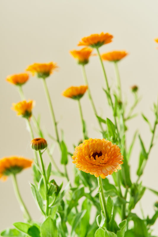 Morgenfrue 'Pink Surprice' - frø - 1-årige sommerblomster - til din skærehave her vist på billede 1 fra Frk. Grønt