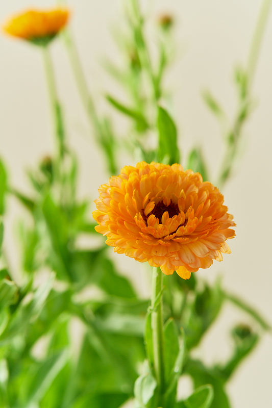 Morgenfrue 'Pink Surprice' - frø - 1-årige sommerblomster - til din skærehave her vist på billede 2 fra Frk. Grønt