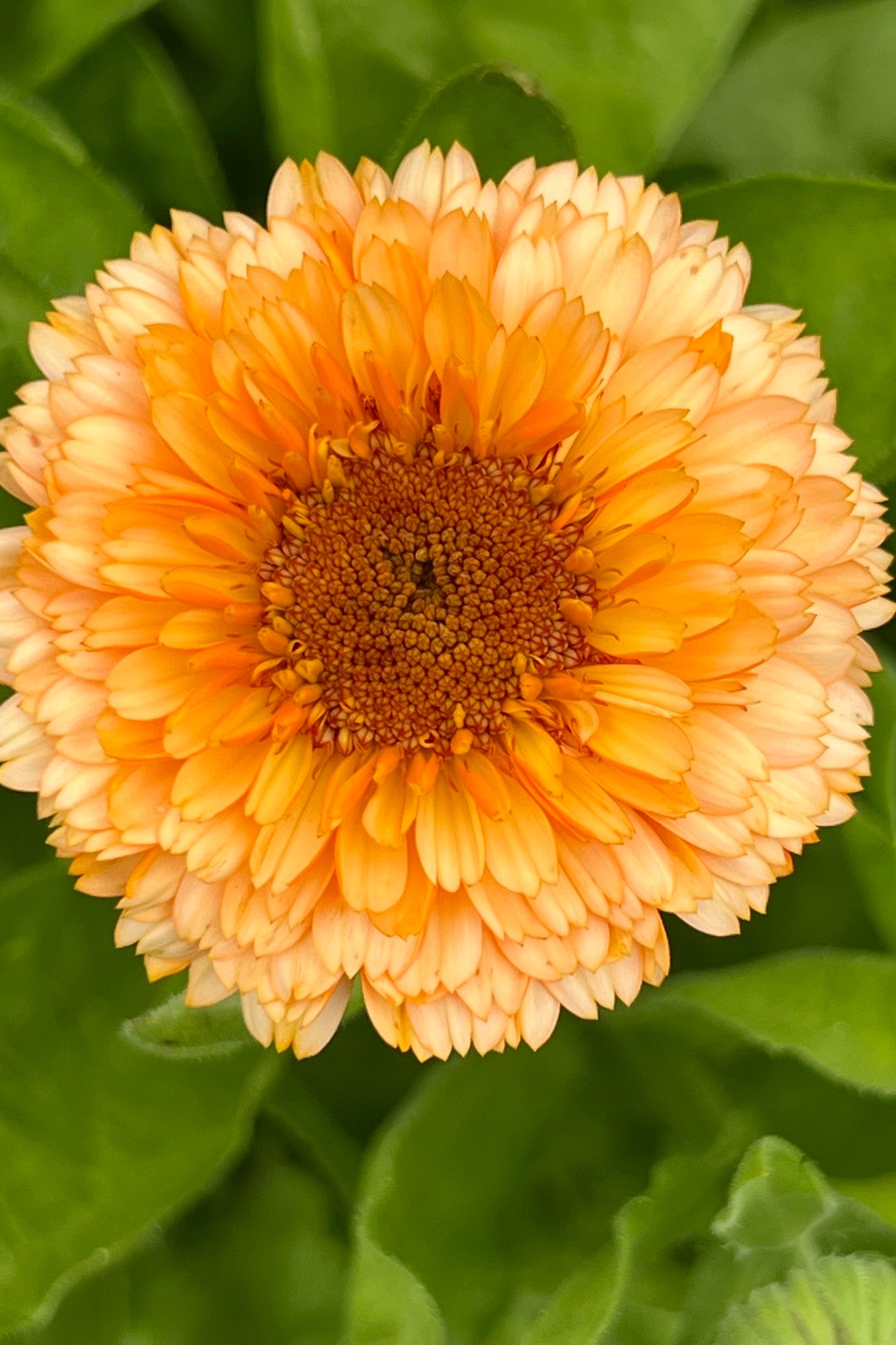 Morgenfrue 'Pink Surprice' - frø - 1-årige sommerblomster - til din skærehave her vist på billede 7 fra Frk. Grønt