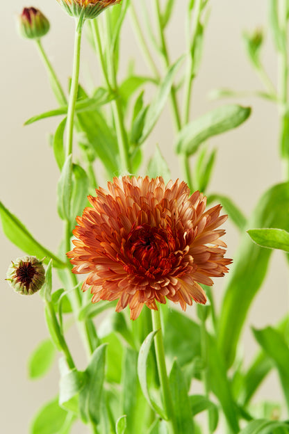 Morgenfrue 'Pygmy Buff' - frø - 1-årige sommerblomster - til din skærehave her vist på billede 3 fra Frk. Grønt