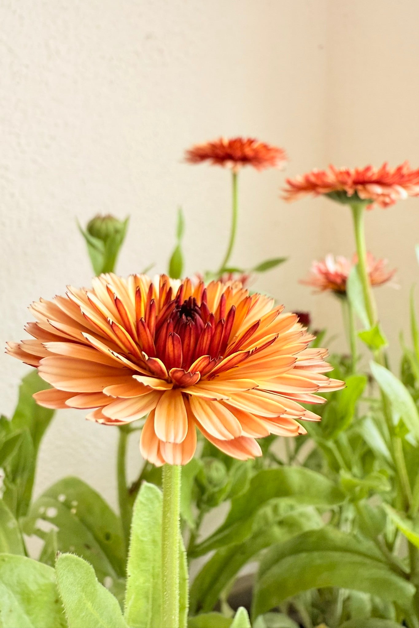 Morgenfrue 'Pygmy Buff' - frø - 1-årige sommerblomster - til din skærehave her vist på billede 7 fra Frk. Grønt