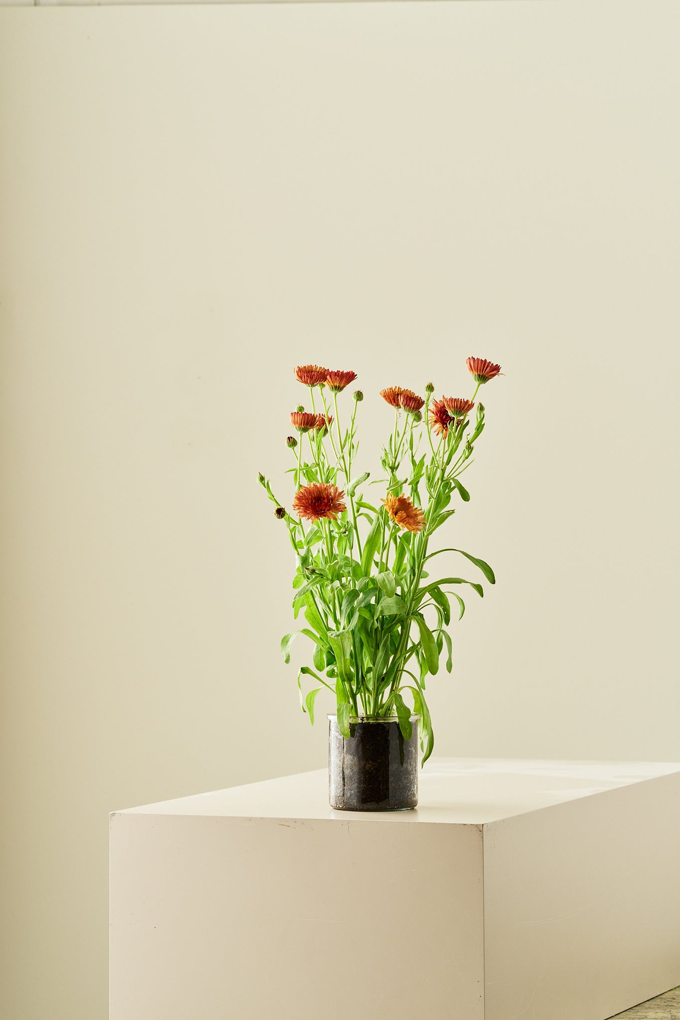 Morgenfrue 'Pygmy Buff' - frø - 1-årige sommerblomster - til din skærehave her vist på billede 8 fra Frk. Grønt