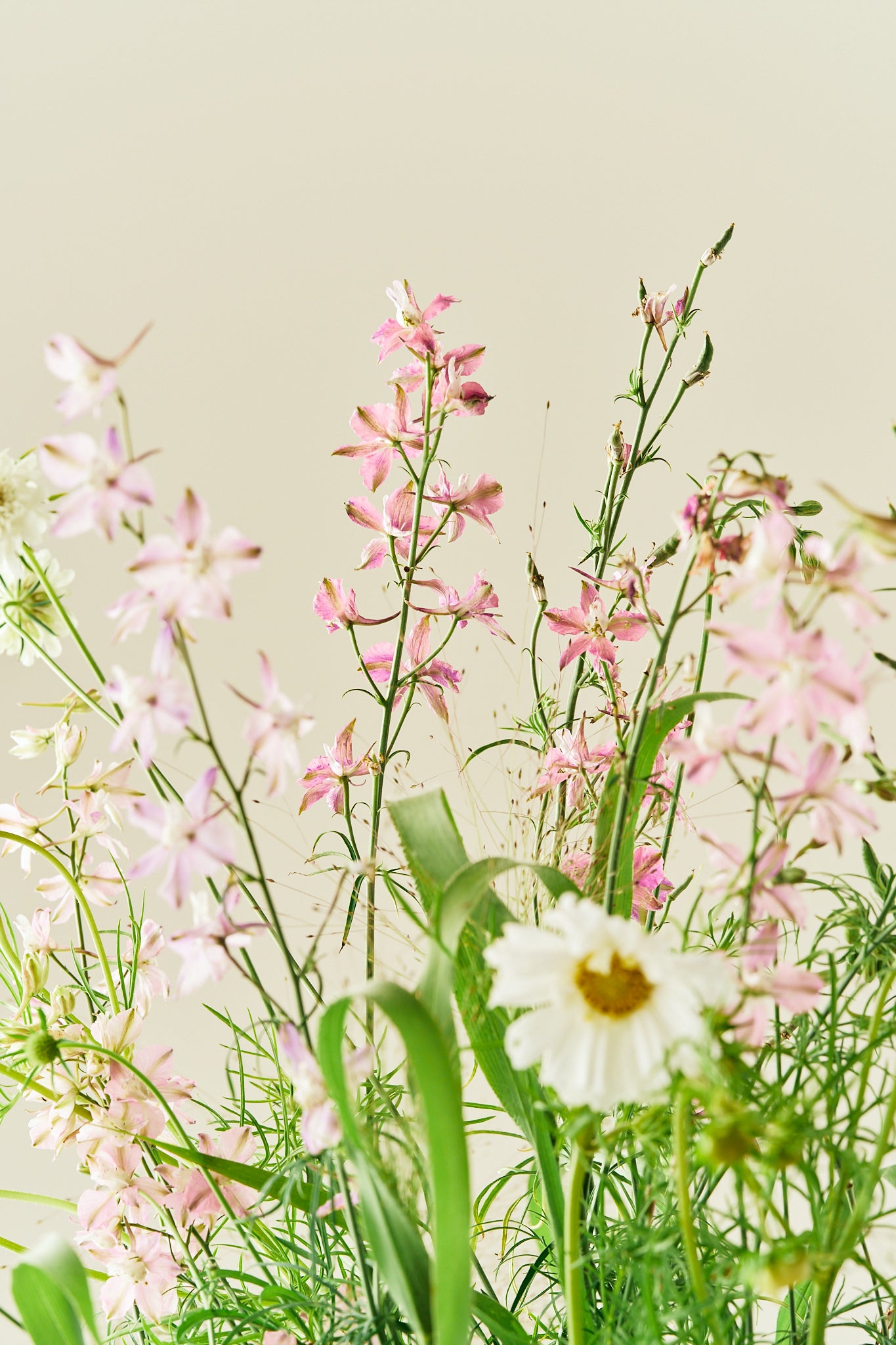 Nordic Bloom - Buketforslag - til din skærehave her vist på billede 2 fra Frk. Grønt