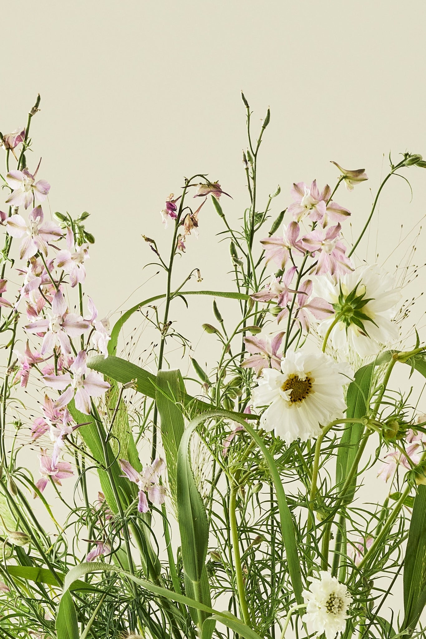 Nordic Bloom - Buketforslag - til din skærehave her vist på billede 6 fra Frk. Grønt