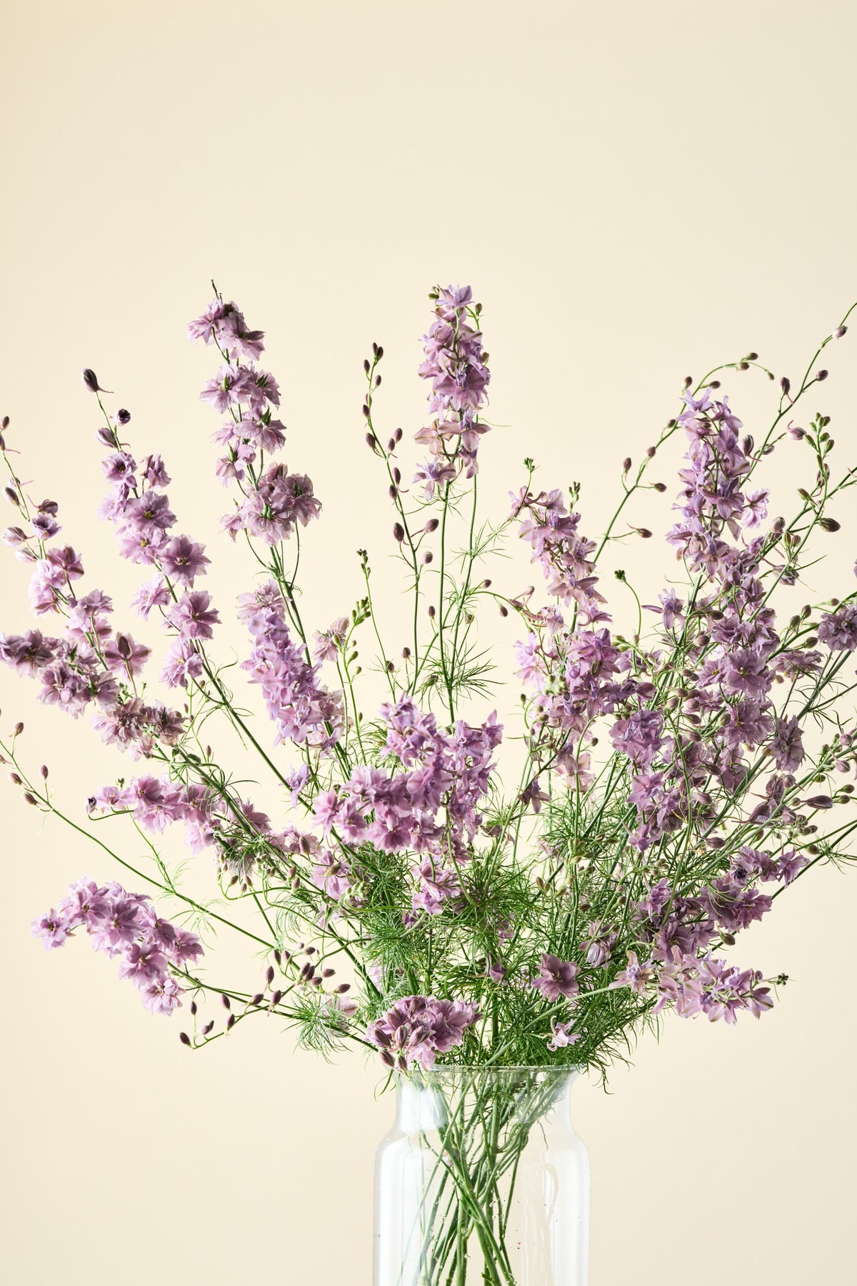 Sommerridderspore 'Misty Lavender' - ridderspore frø