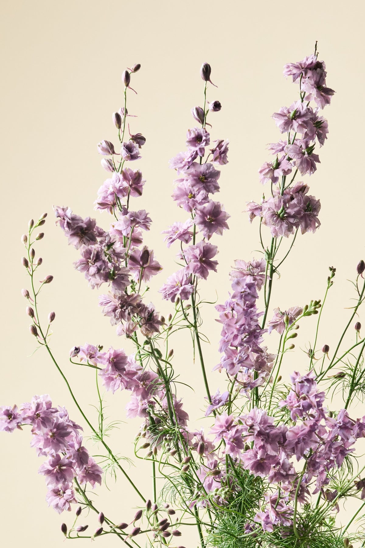 Sommerridderspore 'Misty Lavender' - ridderspore frø