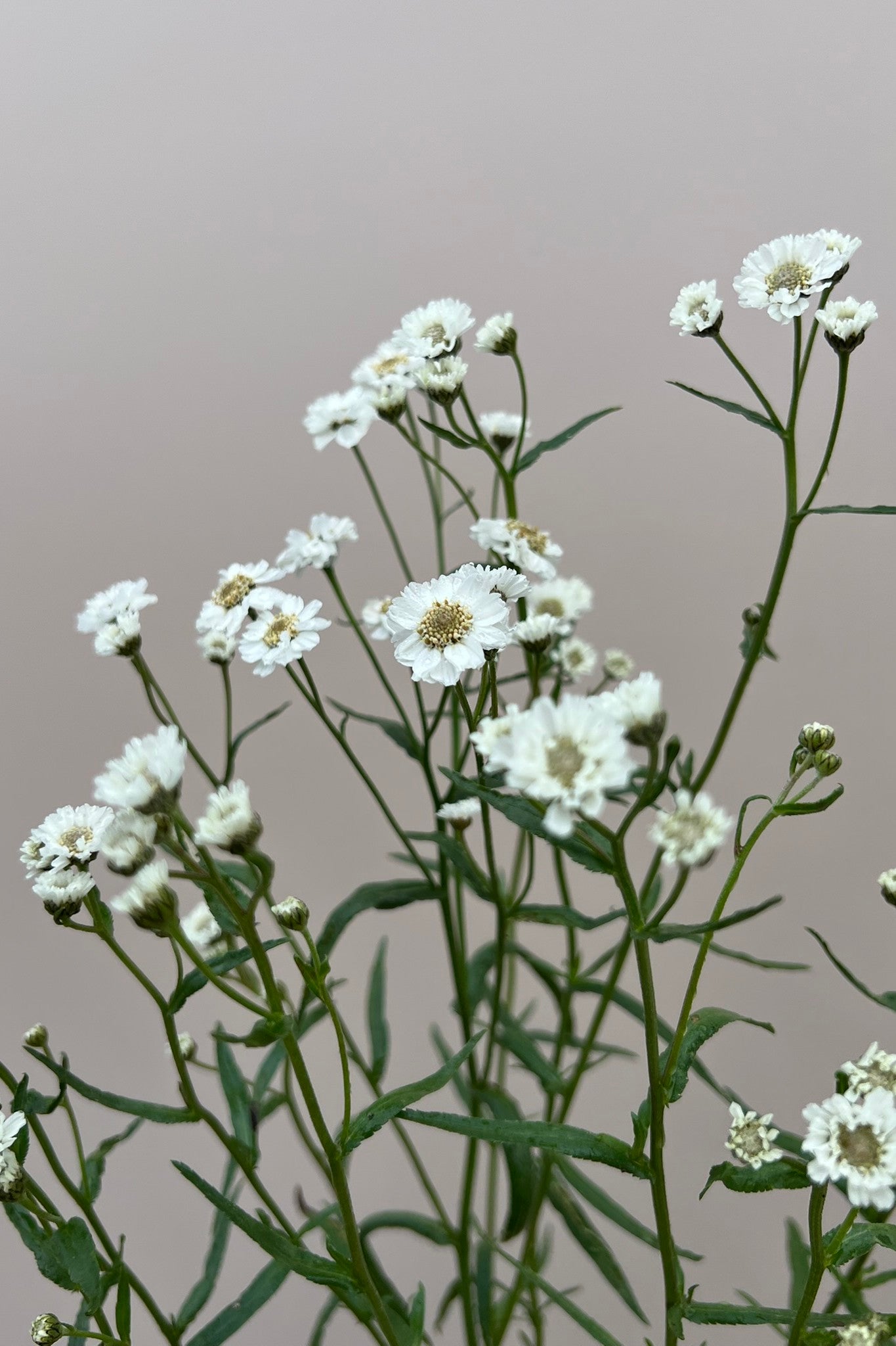 Nyserøllike 'The Pearl' - frø - Stauder - til din skærehave her vist på billede 5 fra Frk. Grønt