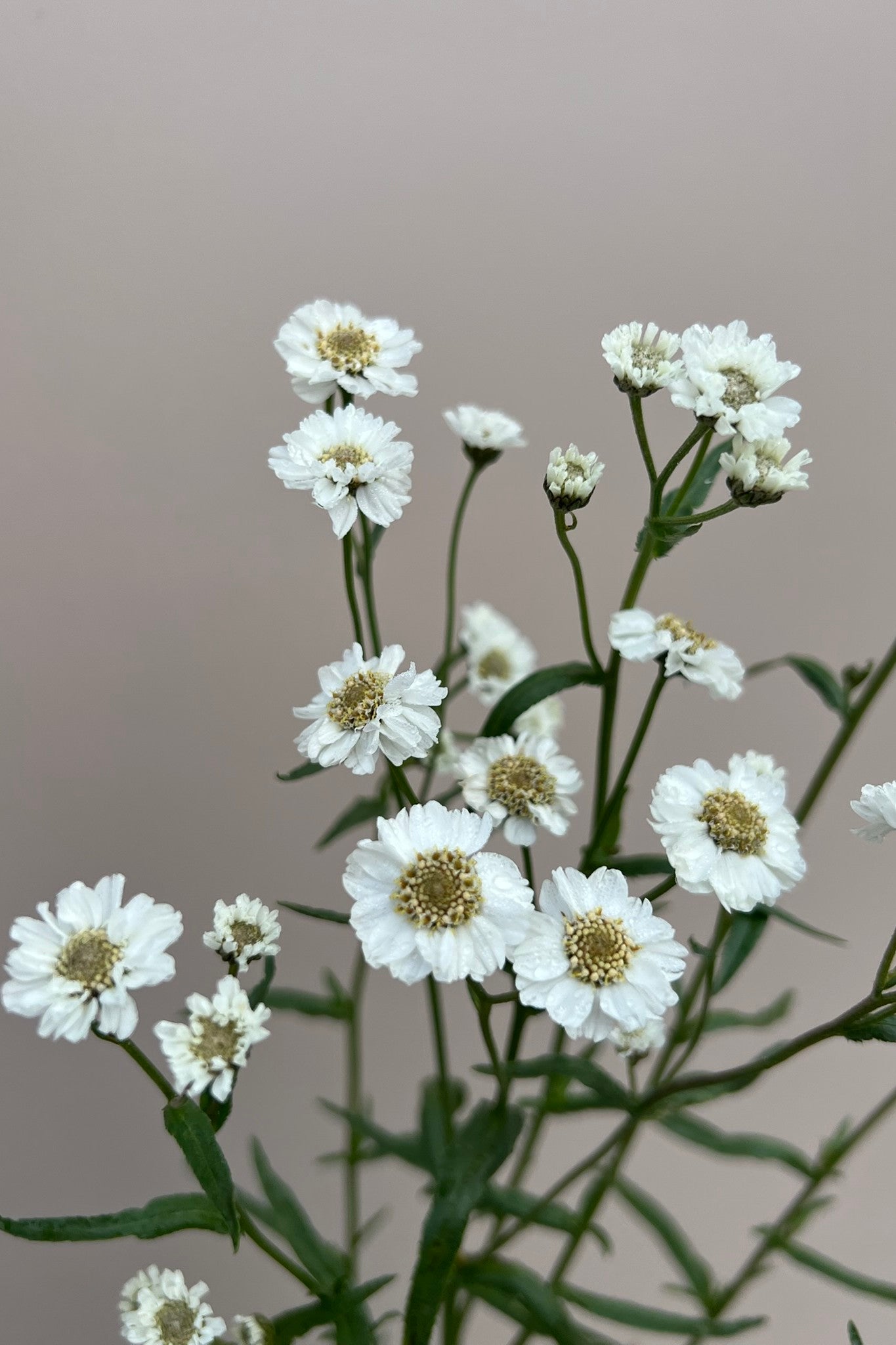 Nyserøllike 'The Pearl' - frø - Stauder - til din skærehave her vist på billede 6 fra Frk. Grønt