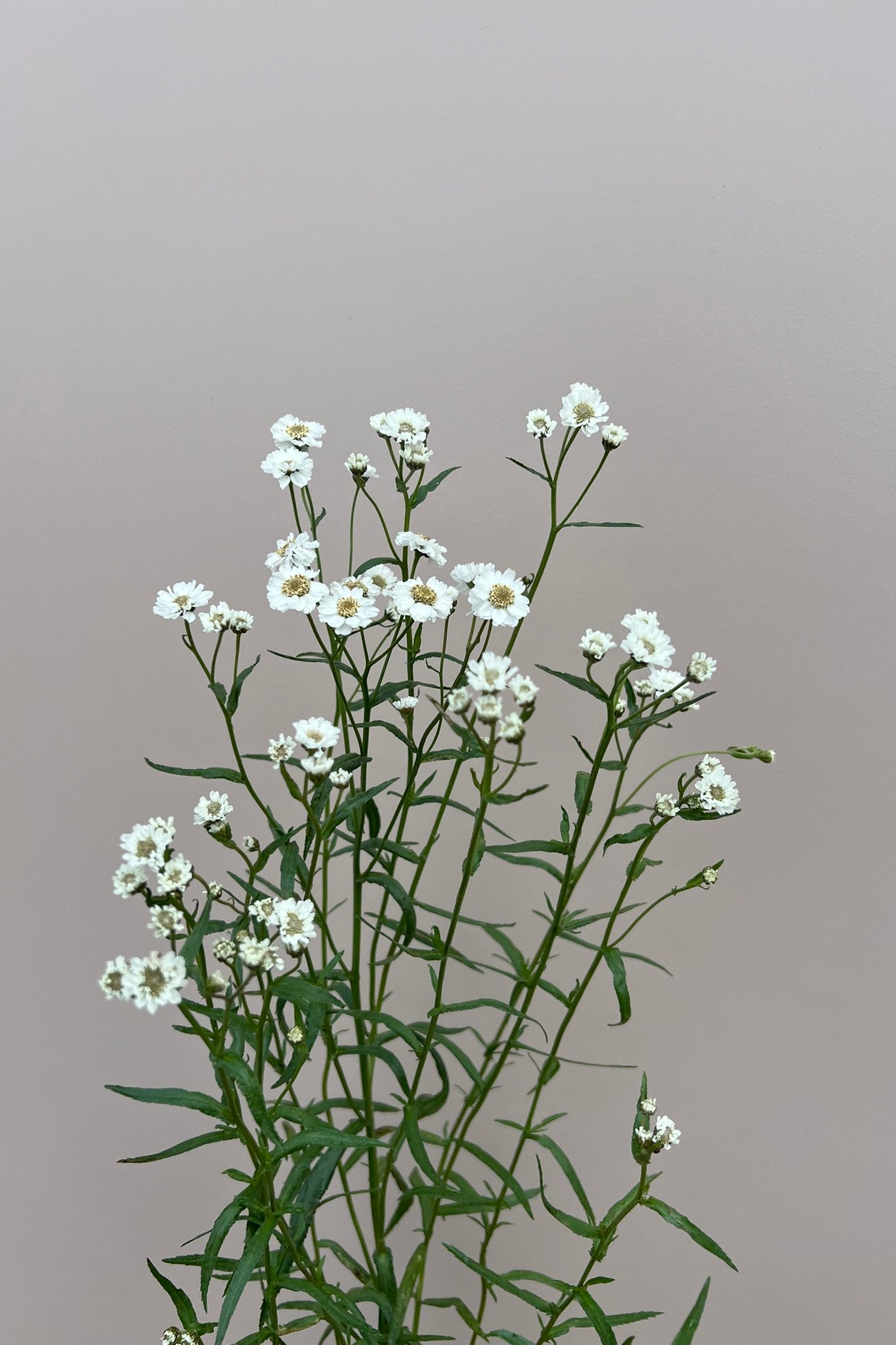 Nyserøllike 'The Pearl' - frø - Stauder - til din skærehave her vist på billede 7 fra Frk. Grønt