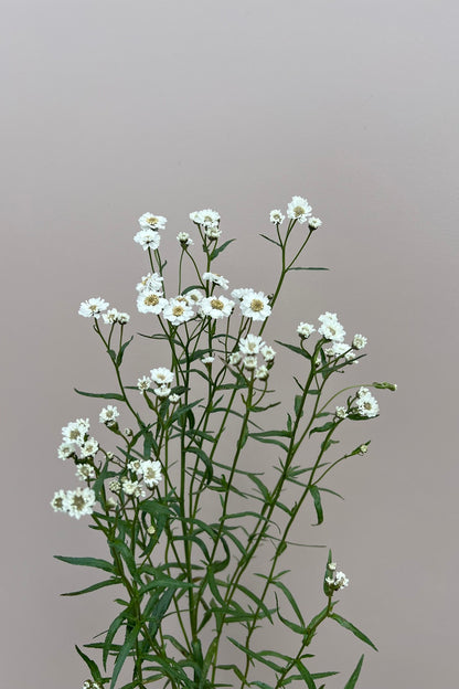 Nyserøllike 'The Pearl' - frø - Stauder - til din skærehave her vist på billede 7 fra Frk. Grønt